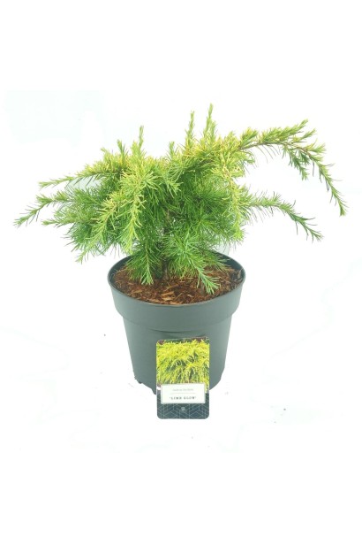 посадка Кедр гімалайський Лайм Глоу